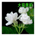新品紫茉莉花种子混色紫茉莉花阳台易种盆栽五彩香茉莉种子