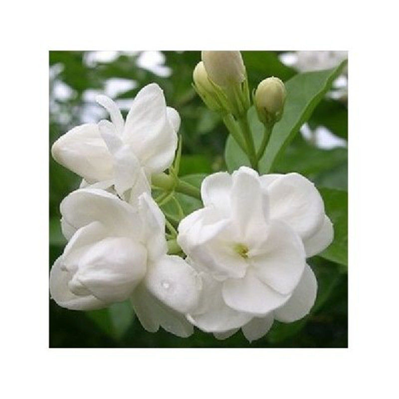 新品紫茉莉花种子混色紫茉莉花阳台易种盆栽五彩香茉莉种子