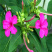 新品紫茉莉花种子混色紫茉莉花阳台易种盆栽五彩香茉莉种子