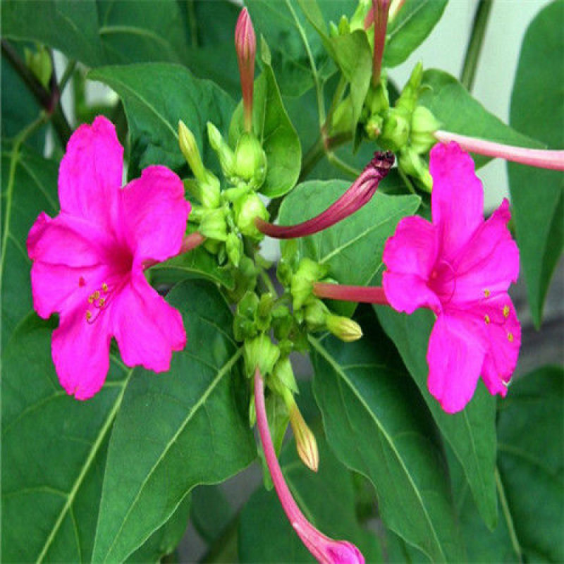 新品紫茉莉花种子混色紫茉莉花阳台易种盆栽五彩香茉莉种子