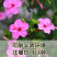 新品紫茉莉花种子混色紫茉莉花阳台易种盆栽五彩香茉莉种子
