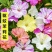 新品紫茉莉花种子混色紫茉莉花阳台易种盆栽五彩香茉莉种子