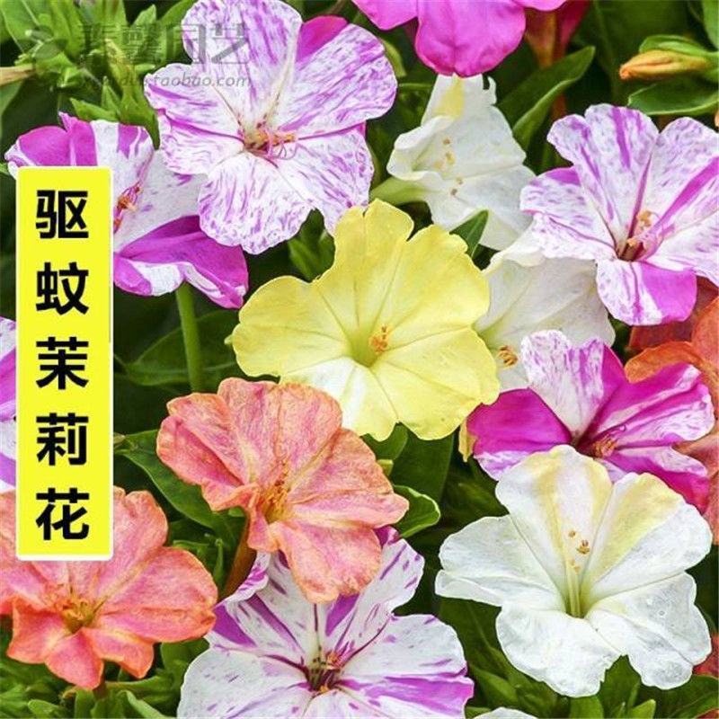 新品紫茉莉花种子混色紫茉莉花阳台易种盆栽五彩香茉莉种子