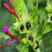 新品紫茉莉花种子混色紫茉莉花阳台易种盆栽五彩香茉莉种子