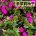 新品紫茉莉花种子混色紫茉莉花阳台易种盆栽五彩香茉莉种子