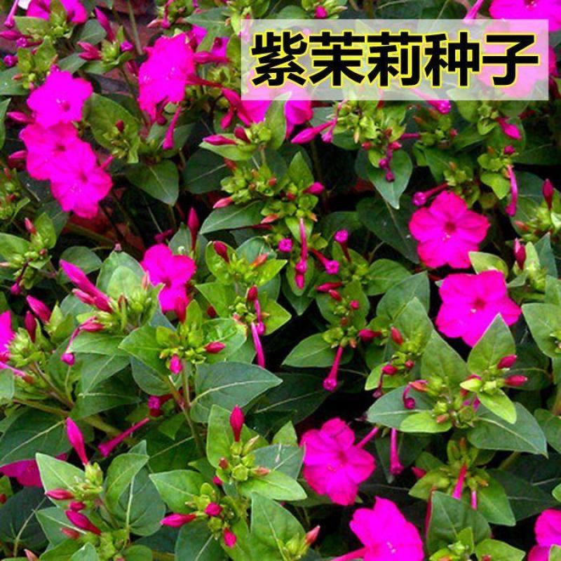 新品紫茉莉花种子混色紫茉莉花阳台易种盆栽五彩香茉莉种子