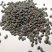 新品紫茉莉花种子混色紫茉莉花阳台易种盆栽五彩香茉莉种子
