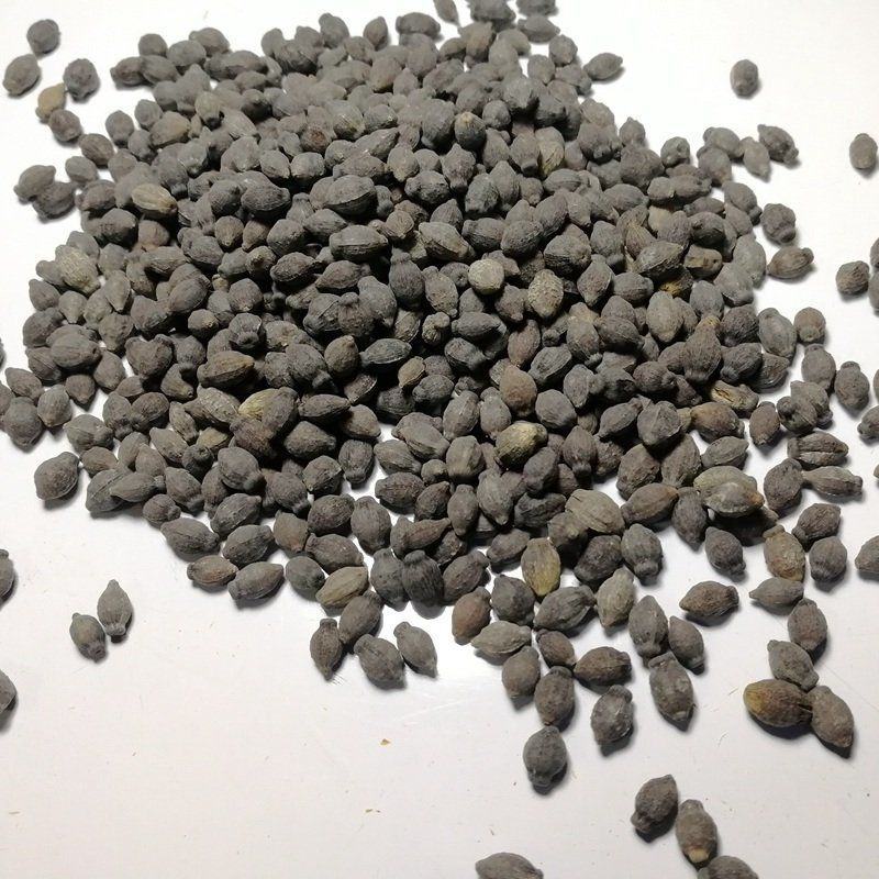 新品紫茉莉花种子混色紫茉莉花阳台易种盆栽五彩香茉莉种子