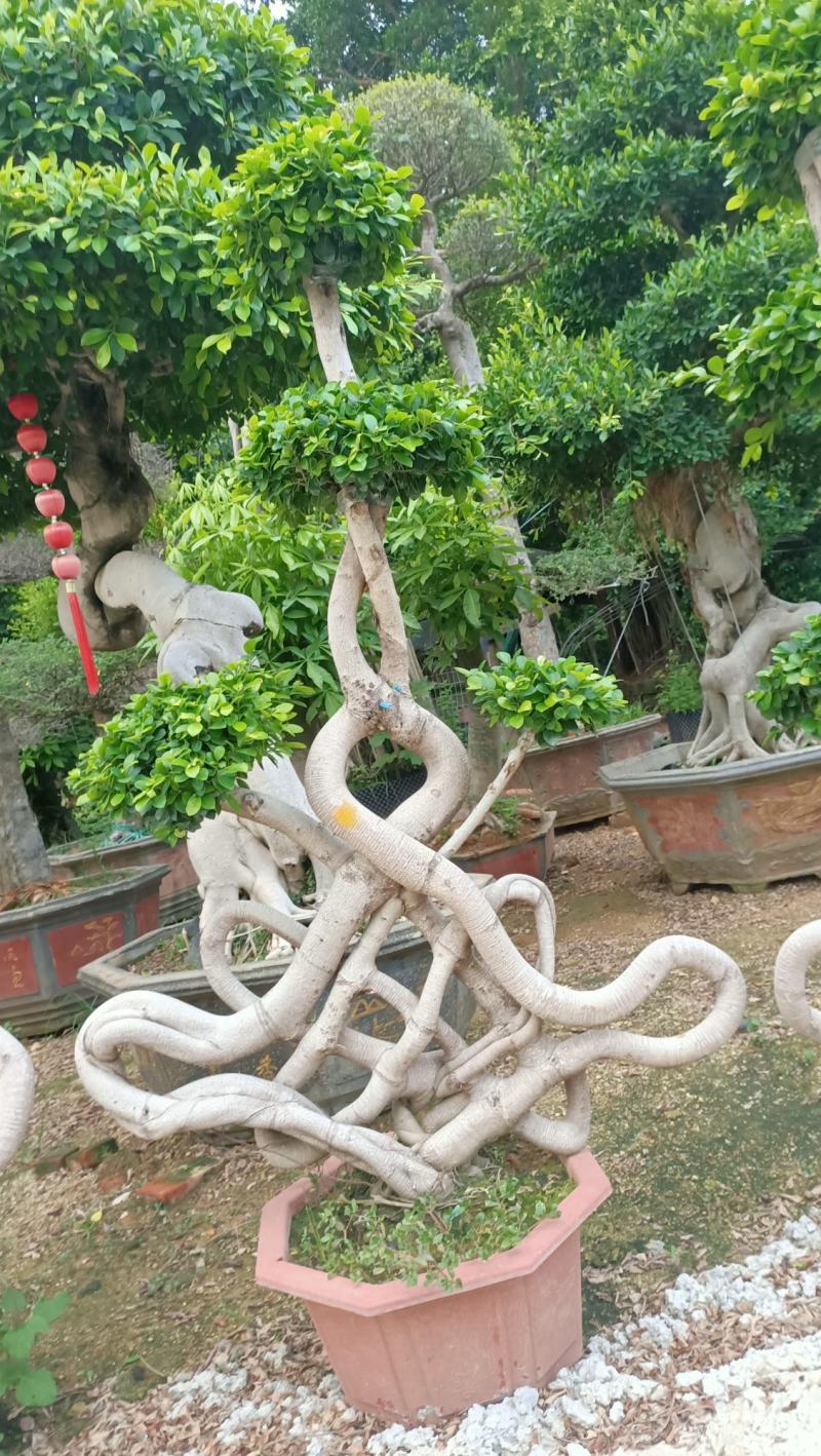 精品造型榕树盆景，中国结造型小叶榕盆景，怪根造型榕树盆景