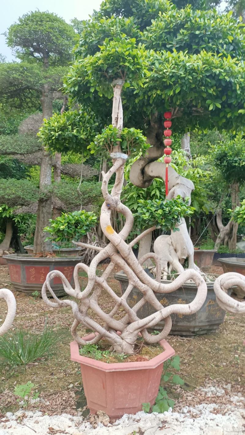 精品造型榕树盆景，中国结造型小叶榕盆景，怪根造型榕树盆景