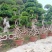 精品造型榕树盆景，中国结造型小叶榕盆景，怪根造型榕树盆景