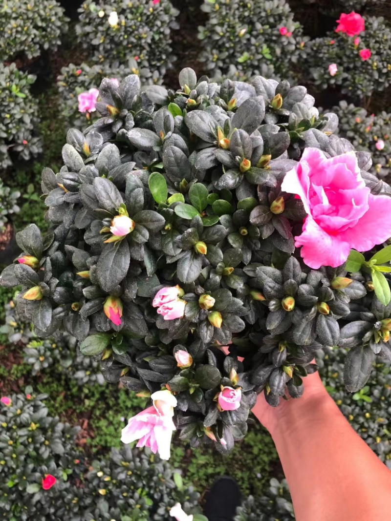 杜鹃，西洋杜鹃，粉的，红的，花边