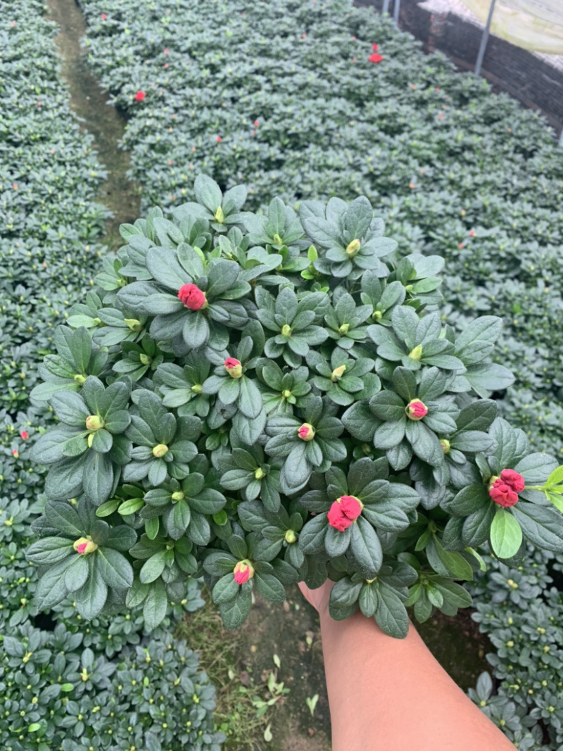 杜鹃，西洋杜鹃，粉的，红的，花边
