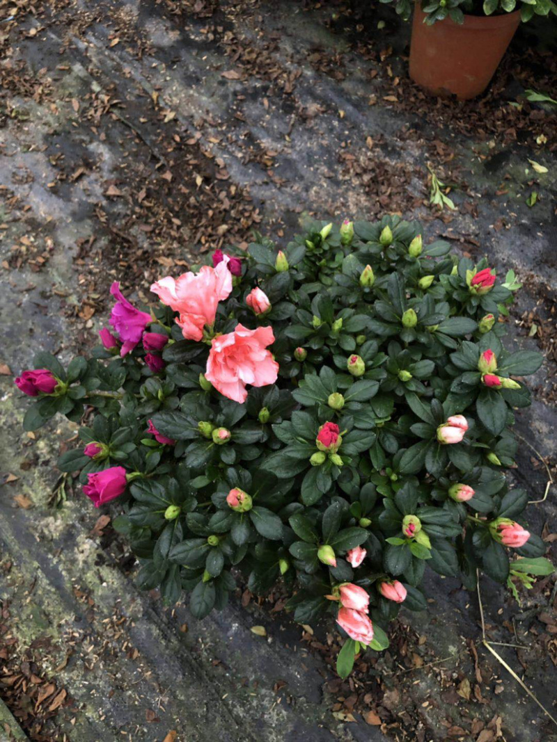 杜鹃，西洋杜鹃，粉的，红的，花边