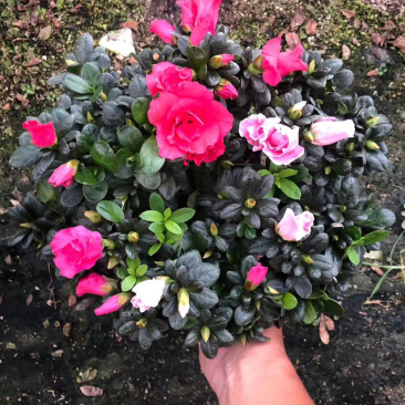 杜鹃，西洋杜鹃，粉的，红的，花边