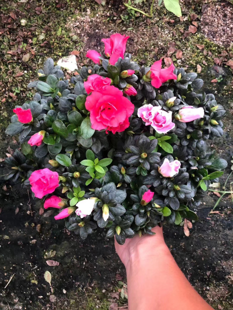 杜鹃，西洋杜鹃，粉的，红的，花边