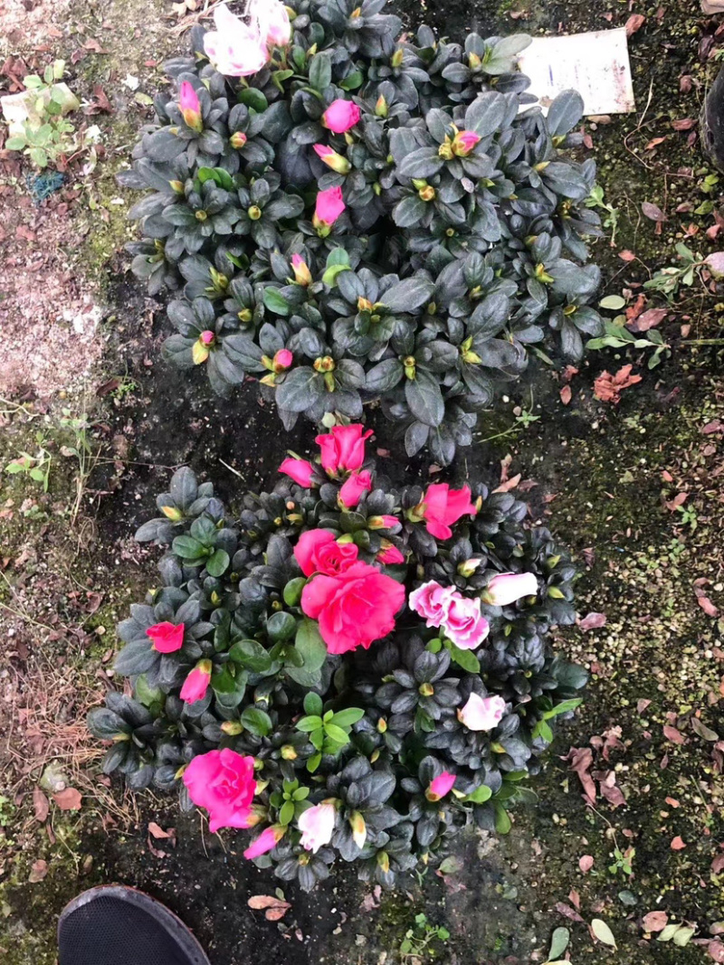 杜鹃，西洋杜鹃，粉的，红的，花边