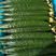 密刺黄瓜，量大，条直，色好，25公分以上，顶花带刺。