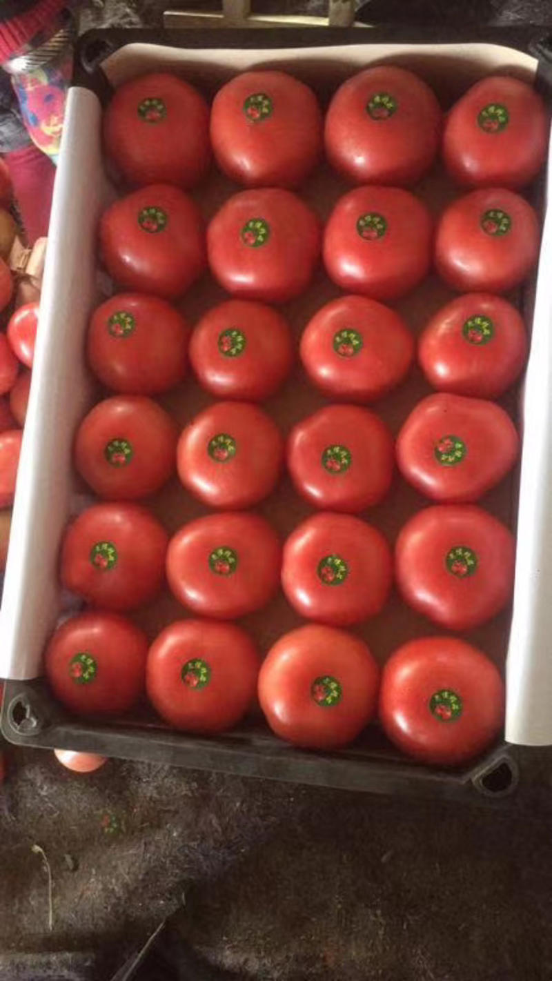 硬粉西红柿，量大，果形好，有量大，有需要的可以联系