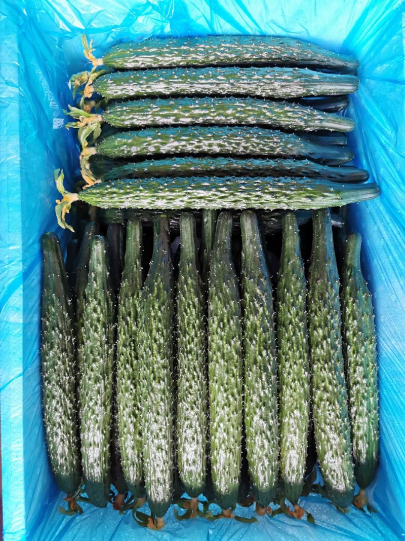 精品密刺鲜花黄瓜，顶花带刺，货源充足，品质保证。价格低廉
