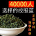 绞股蓝一手货源产地直销