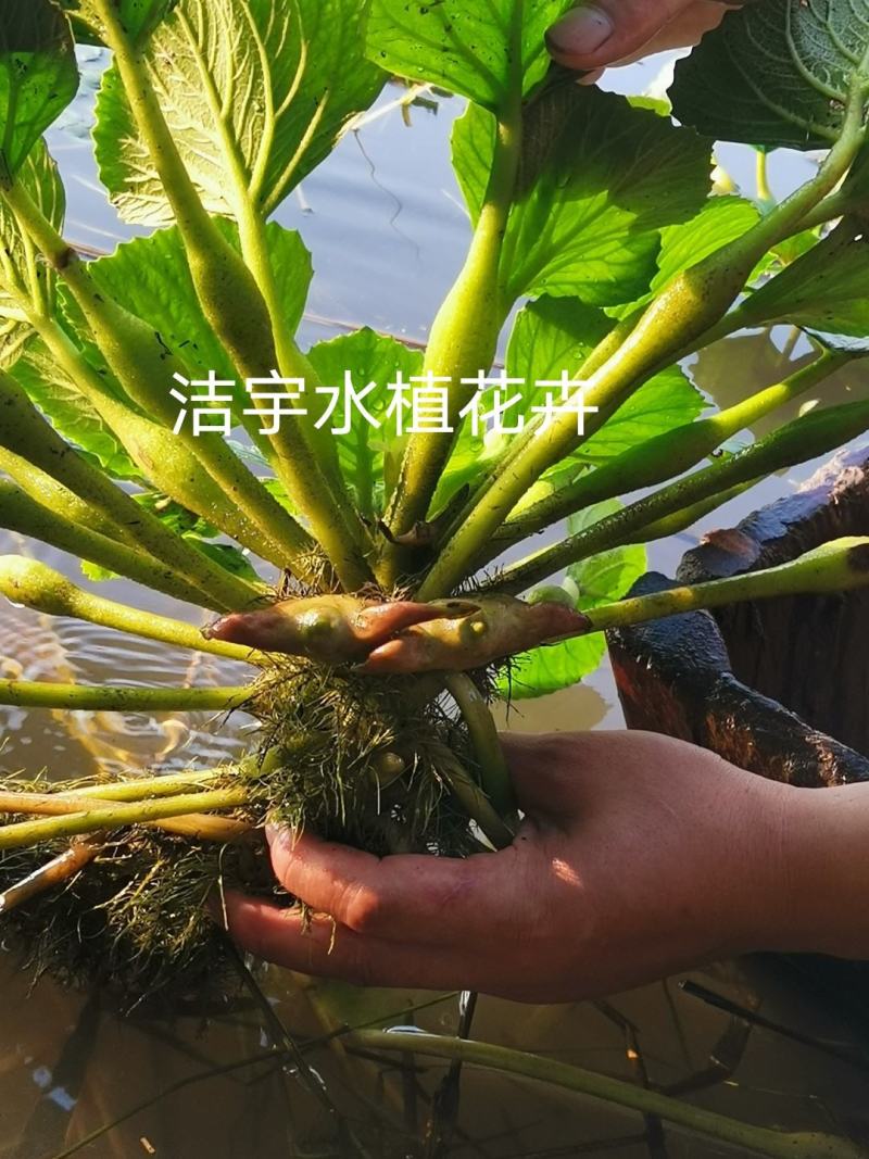 青菱角种子菱角苗高产红菱角红菱角苗水生植物