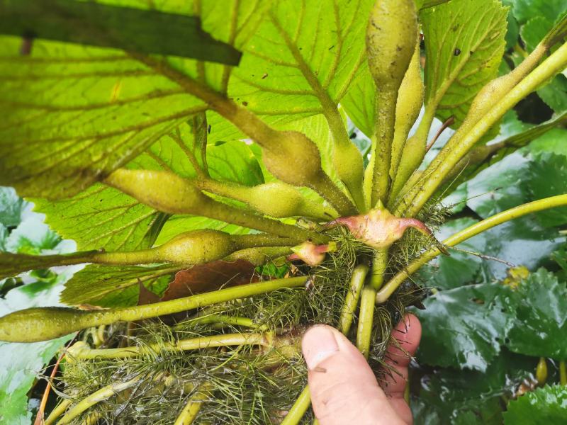 青菱角种子菱角苗高产红菱角红菱角苗水生植物