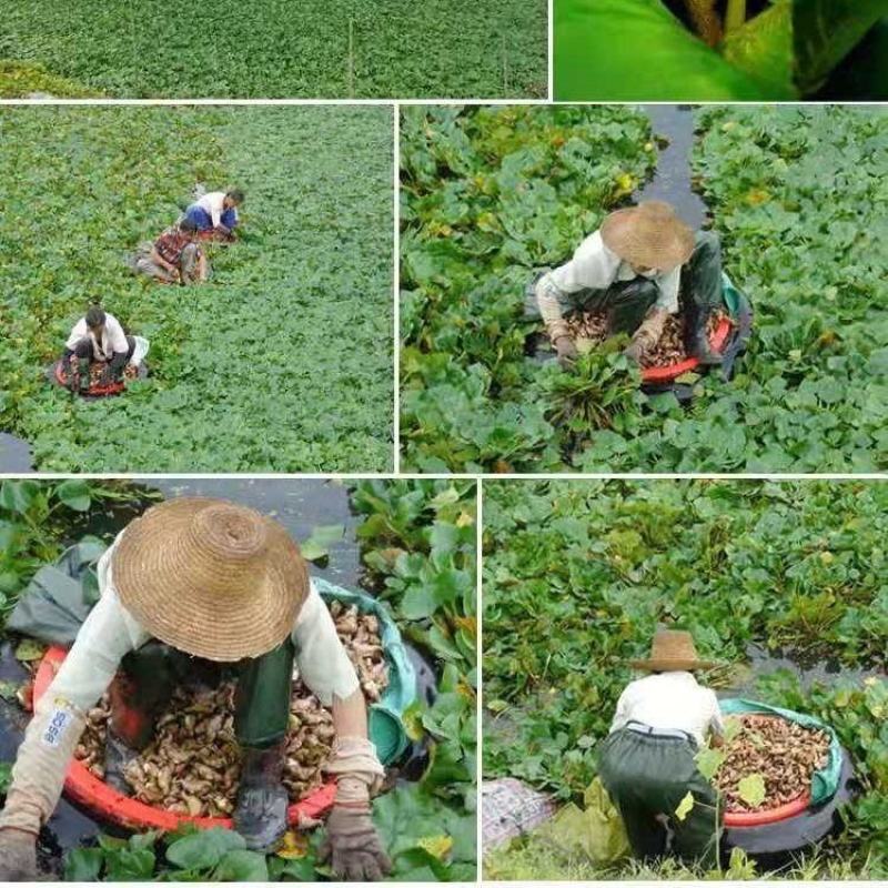 青菱角种子菱角苗高产红菱角红菱角苗水生植物