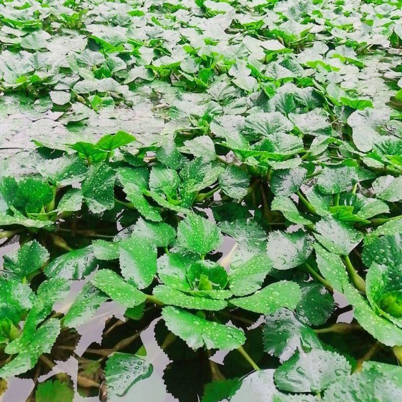 青菱角种子菱角苗高产红菱角红菱角苗水生植物