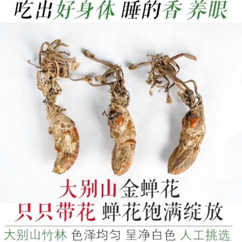 金蝉花一手货源产地直销