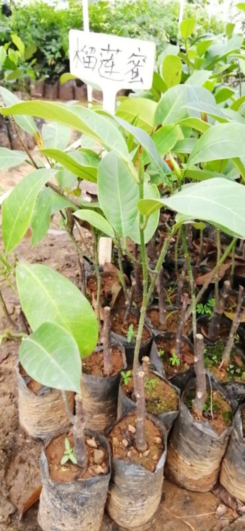 菠萝蜜苗，12号菠萝蜜苗，正品嫁接苗，包邮。