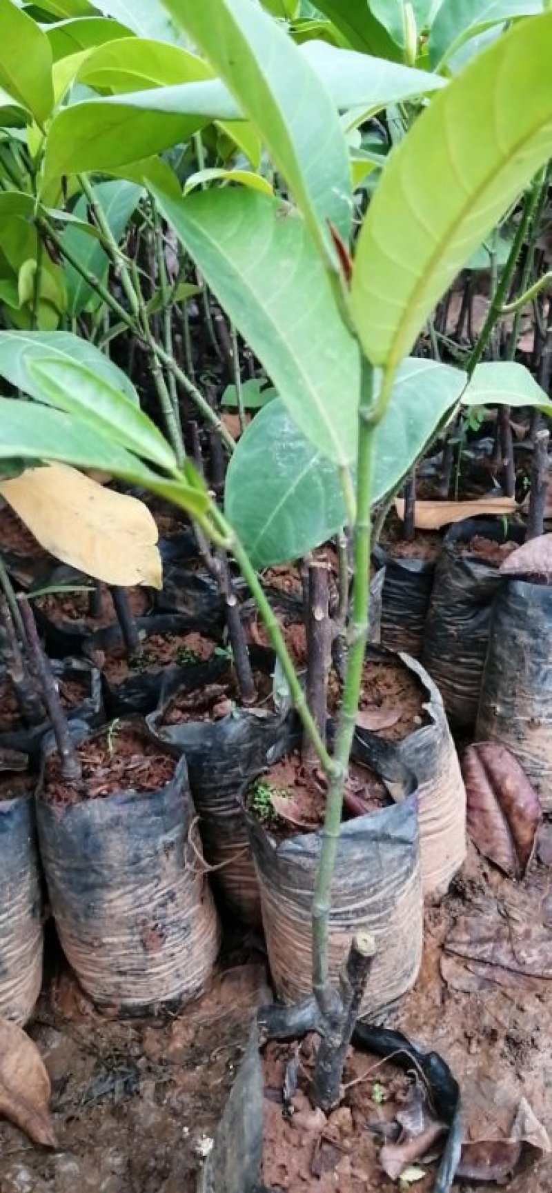 菠萝蜜苗，12号菠萝蜜苗，正品嫁接苗，包邮。