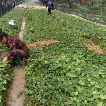 八角金盘供应各种规格。