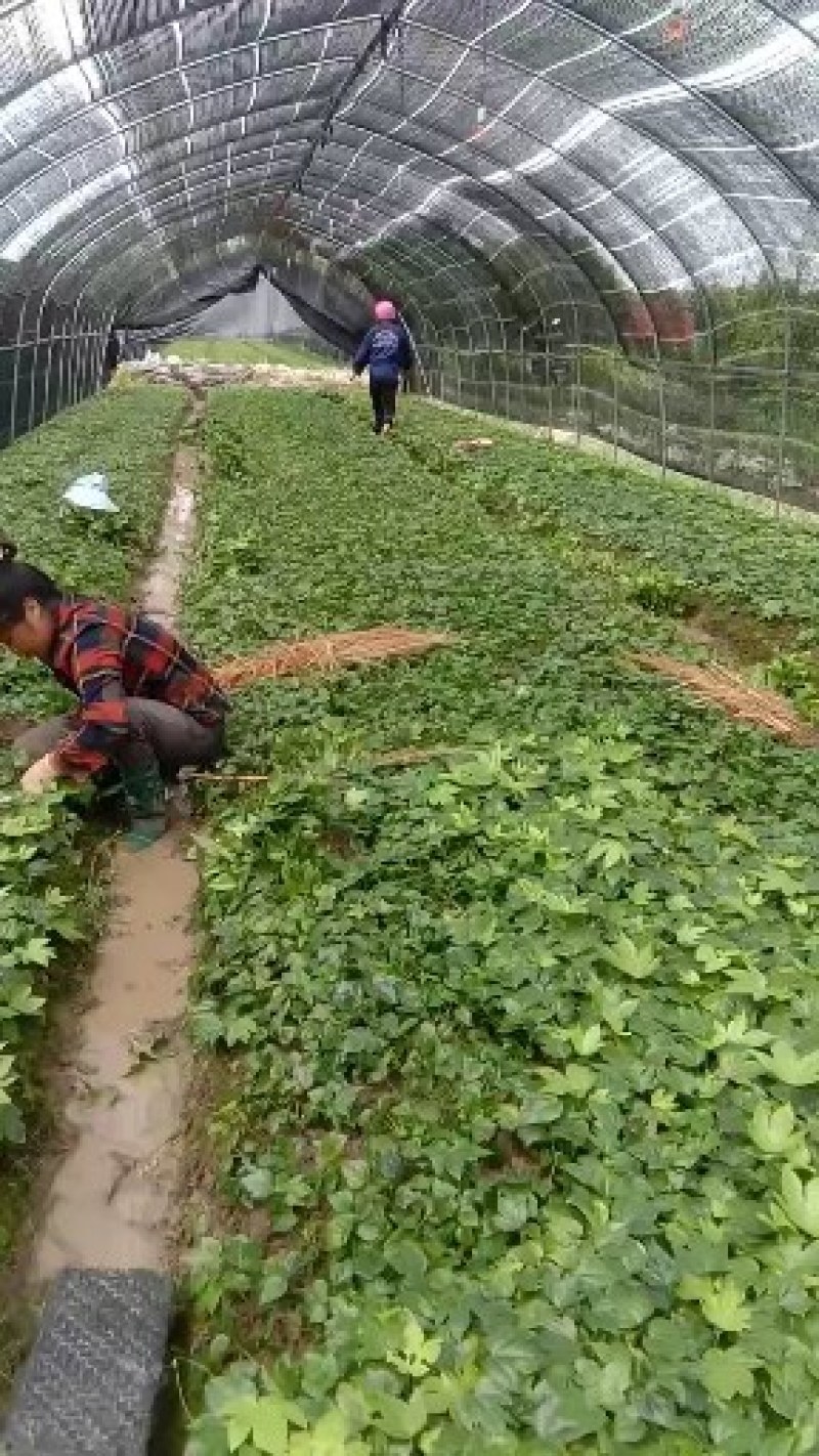 八角金盘供应各种规格。