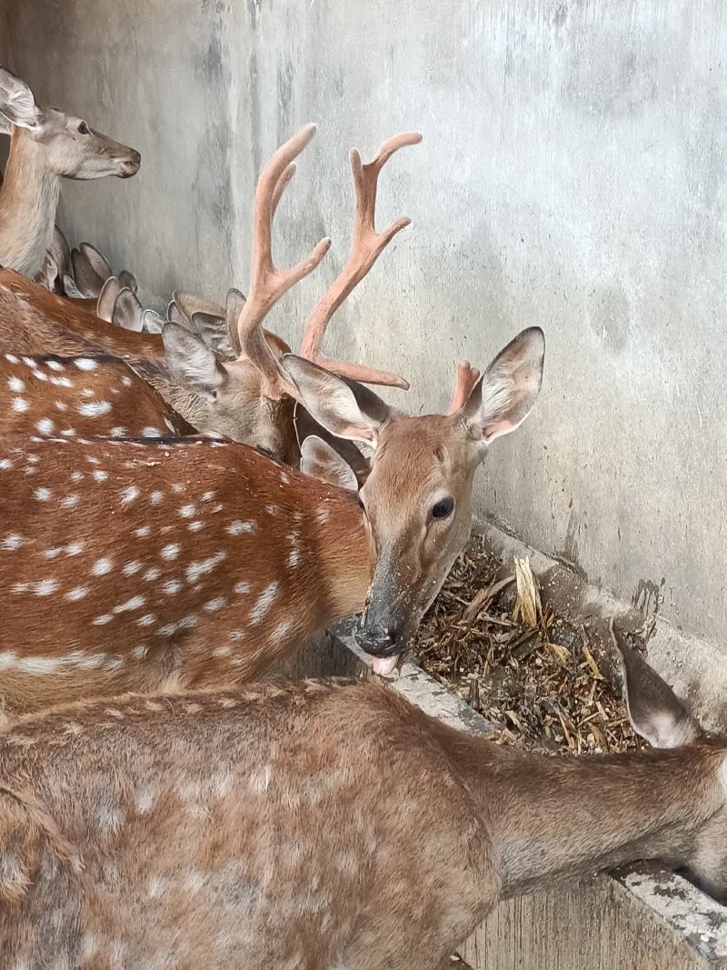 梅花鹿自家场里驯养好的梅花鹿小鹿青年去成年鹿