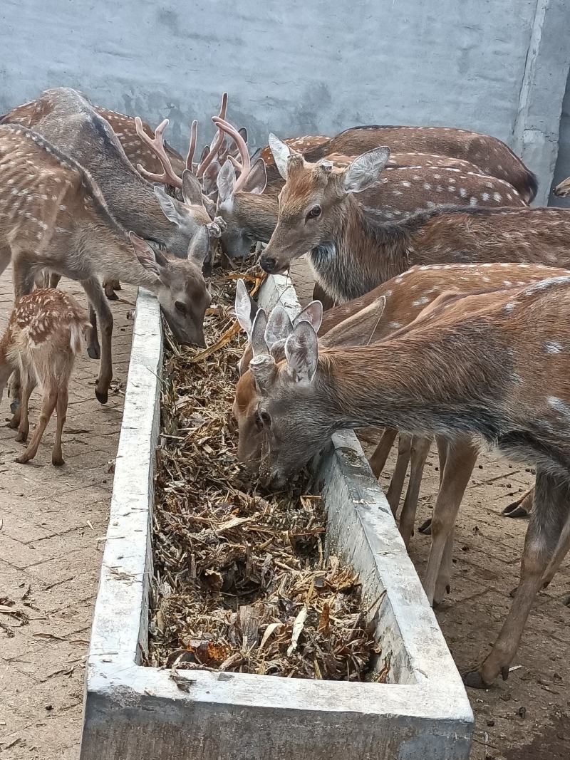 梅花鹿自家场里驯养好的梅花鹿小鹿青年去成年鹿