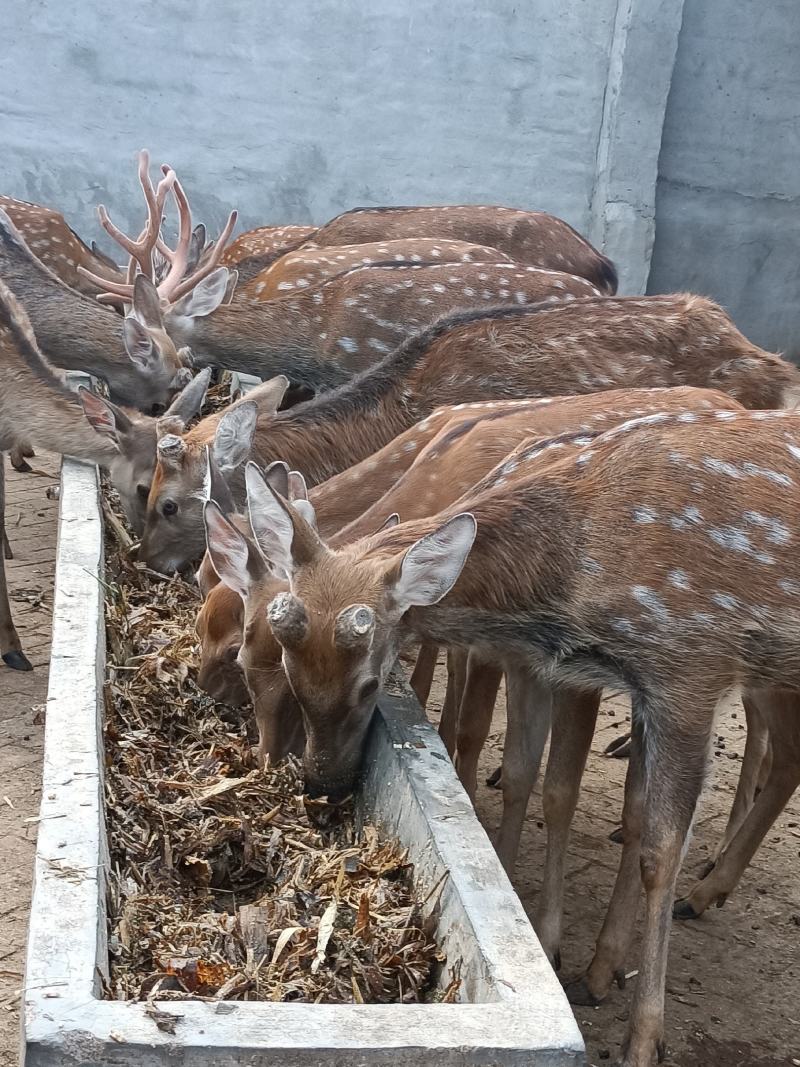 梅花鹿自家场里驯养好的梅花鹿小鹿青年去成年鹿