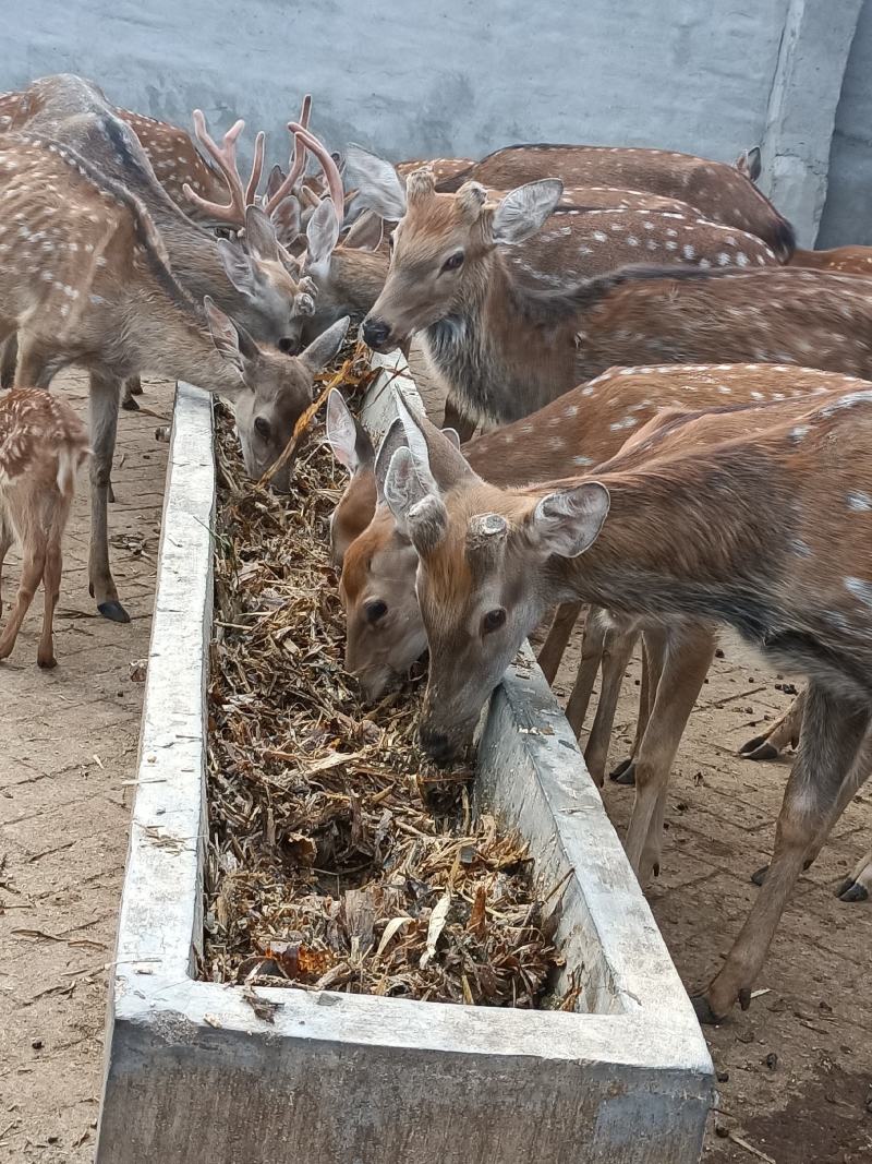 梅花鹿自家场里驯养好的梅花鹿小鹿青年去成年鹿