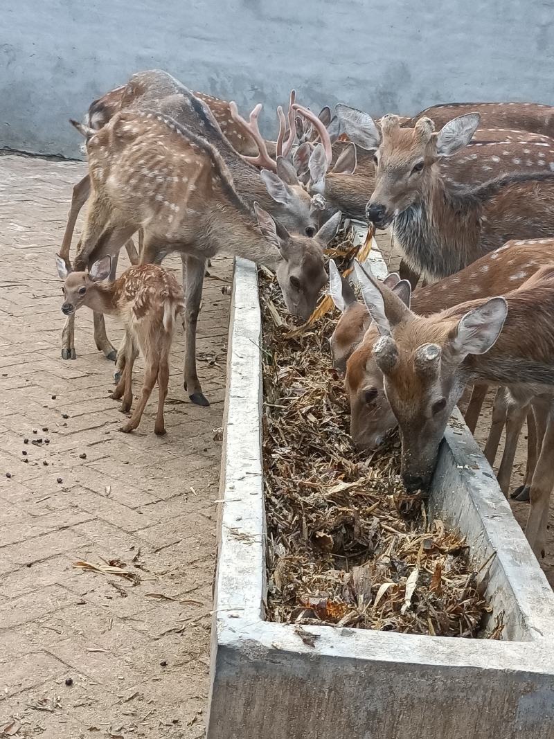 梅花鹿自家场里驯养好的梅花鹿小鹿青年去成年鹿