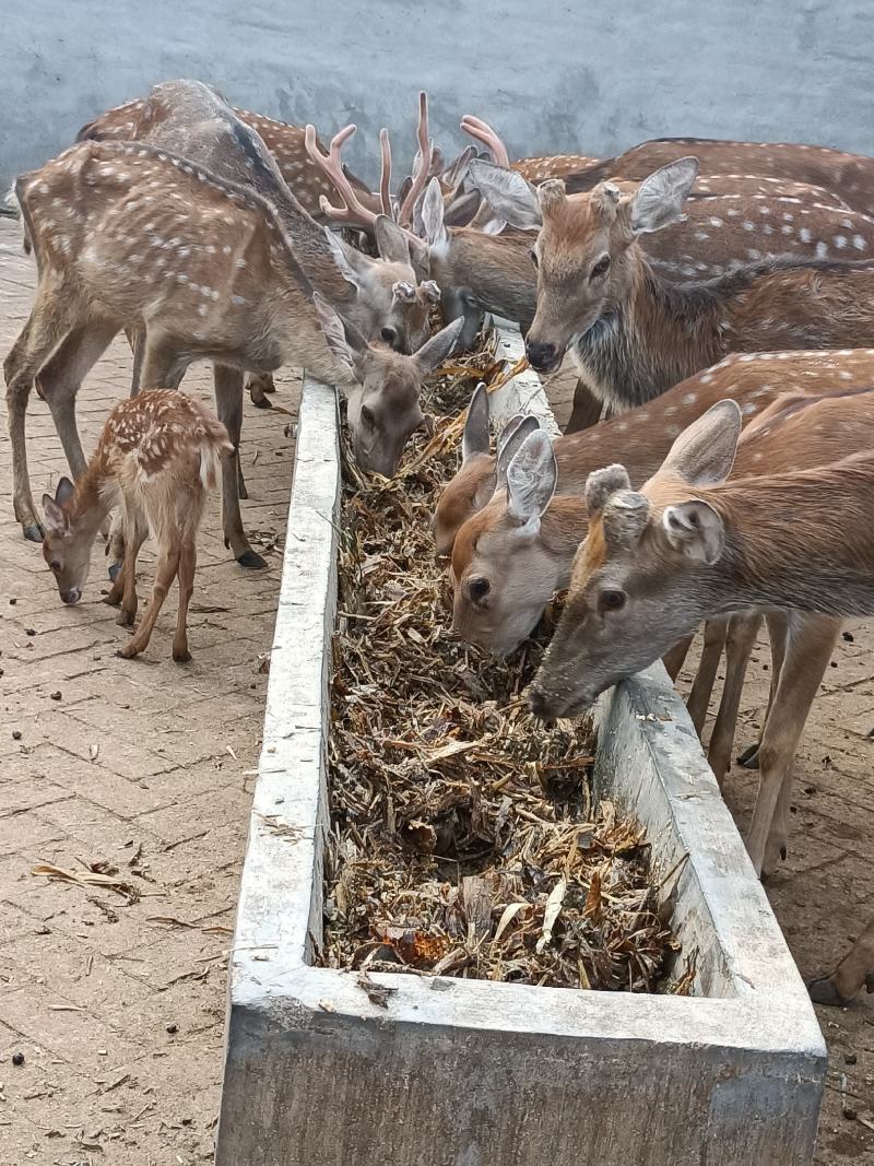 梅花鹿自家场里驯养好的梅花鹿小鹿青年去成年鹿