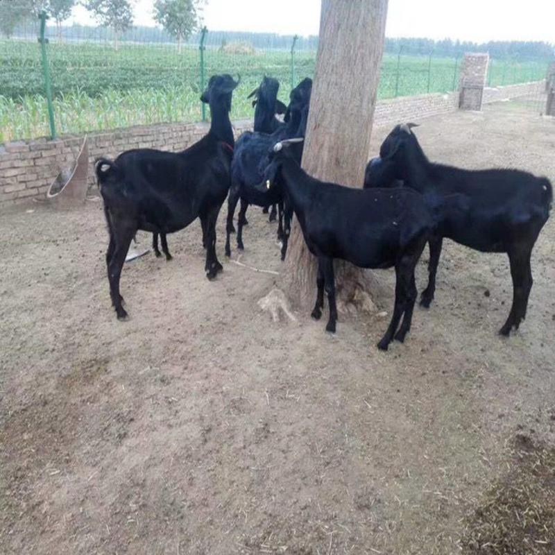 【包成活】努比亚黑山羊纯种黑山羊，种公羊怀孕母羊活山羊