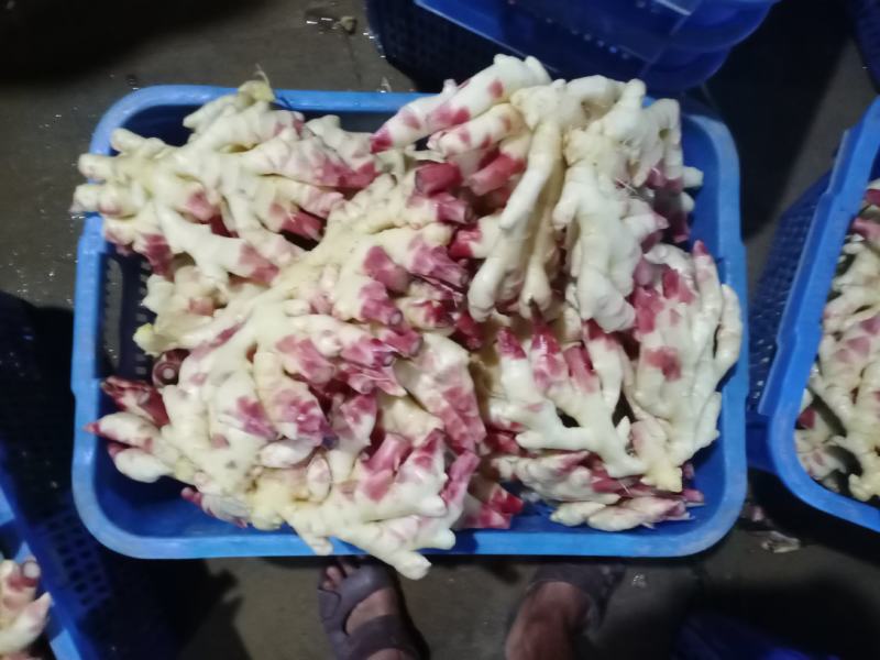 贵州小黄姜，洗姜泥姜