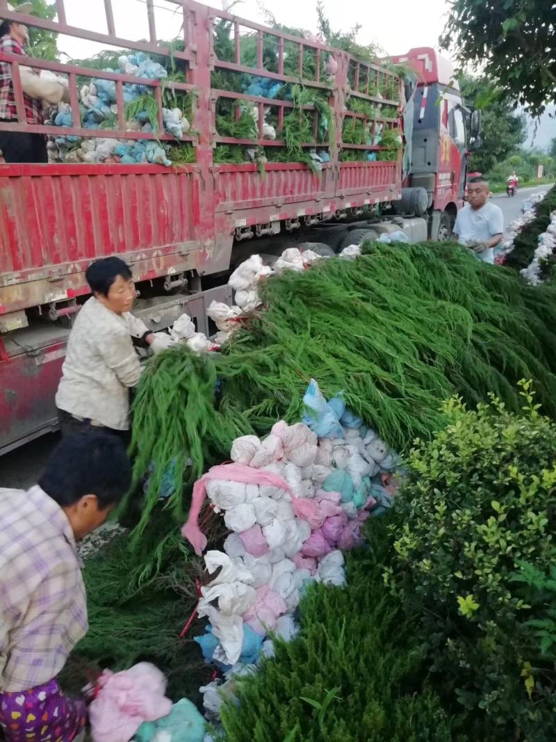 小龙柏绿化用苗绿篱植物绿篱绿化包邮（偏远地区除）