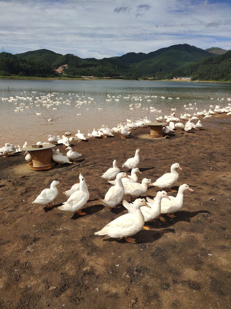 一点黑鸭水库鸭