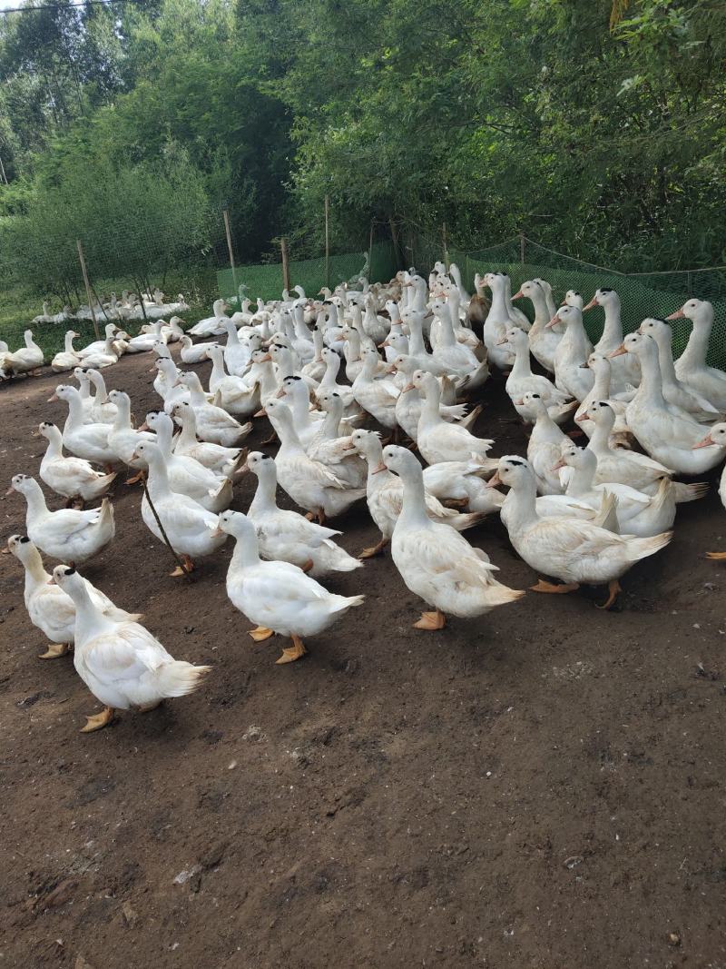 一点黑鸭水库鸭