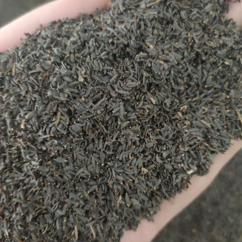 蛇目菊种子金钱菊孔雀菊昆仑雪菊工程花海草花种子耐寒耐贫瘠