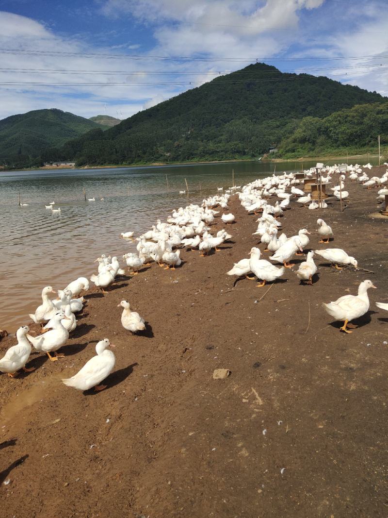 一点黑鸭水库鸭