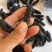 高刺淡干海参礼盒辽参