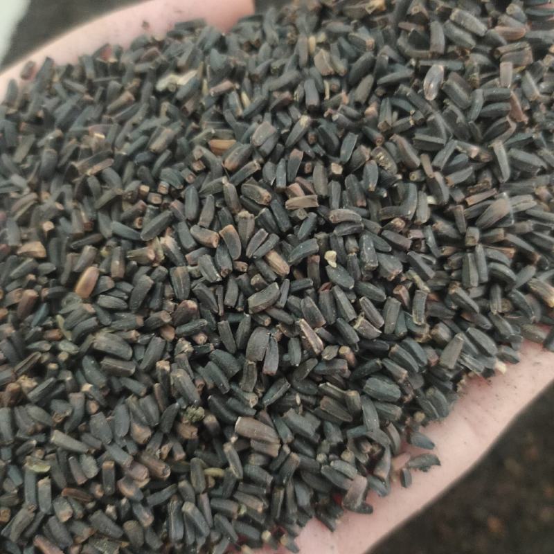日光菊种子小黄花籽多年生宿根黄色菊花种子当年开花耐寒花种