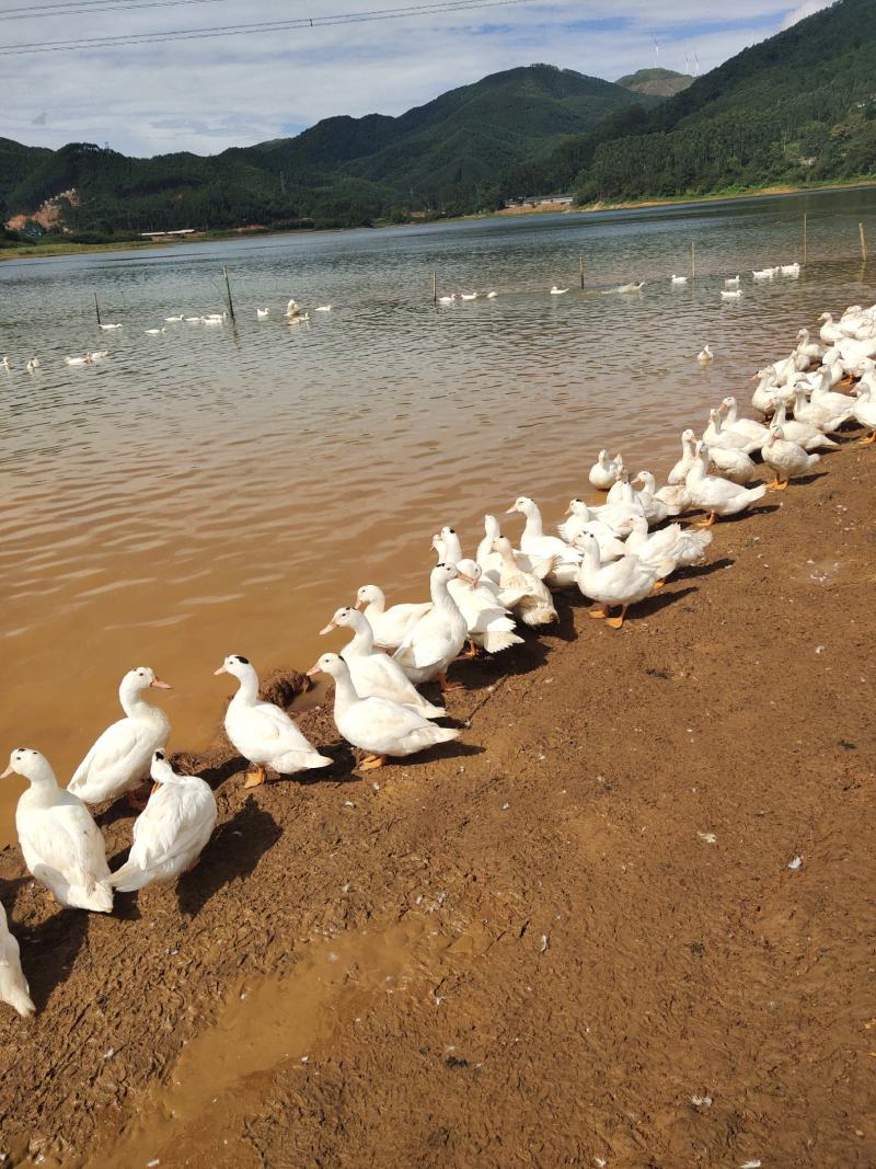 一点黑鸭水库鸭